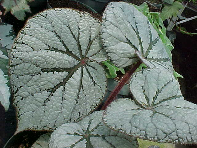 B. ‘Rebel Gray’
